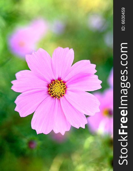 Pink cosmos flower with blurred (defocused) green background. Pink cosmos flower with blurred (defocused) green background.