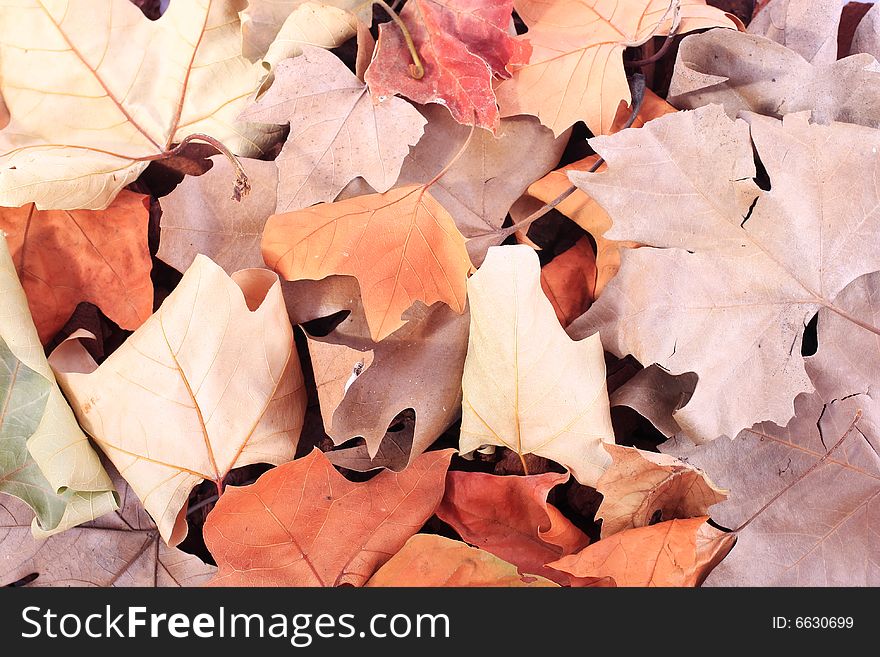 Dried leaves texture