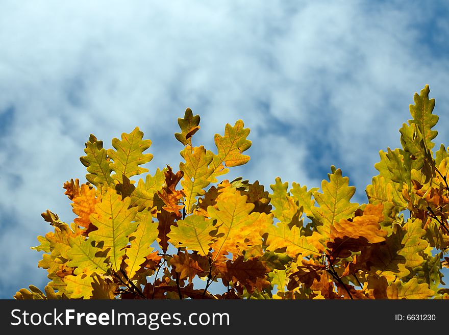 Yellow autumn maple  leaves and sky