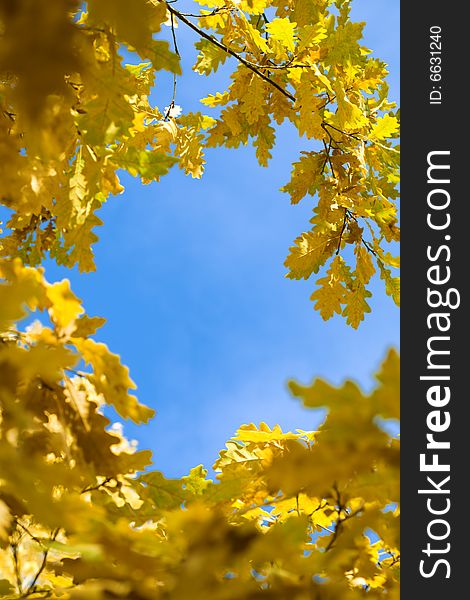 Yellow autumn maple  leaves and sky