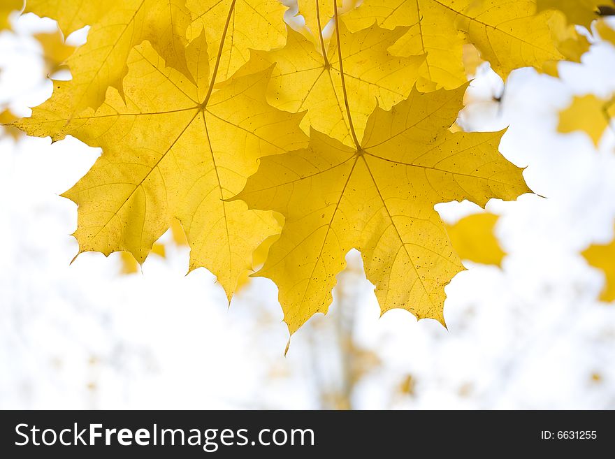 Yellow autumn maple  leaves and sky