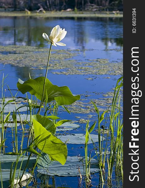 A white bloom accents the blue glassy waters and green foliage of a small lagoon. A white bloom accents the blue glassy waters and green foliage of a small lagoon.