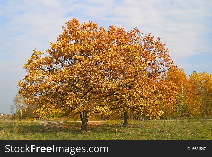 Two gold trees on the sunny meadow. Two gold trees on the sunny meadow