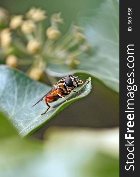 Fly on leaf