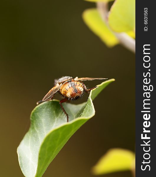 The ass of a fly sitting on a green leaf. The ass of a fly sitting on a green leaf