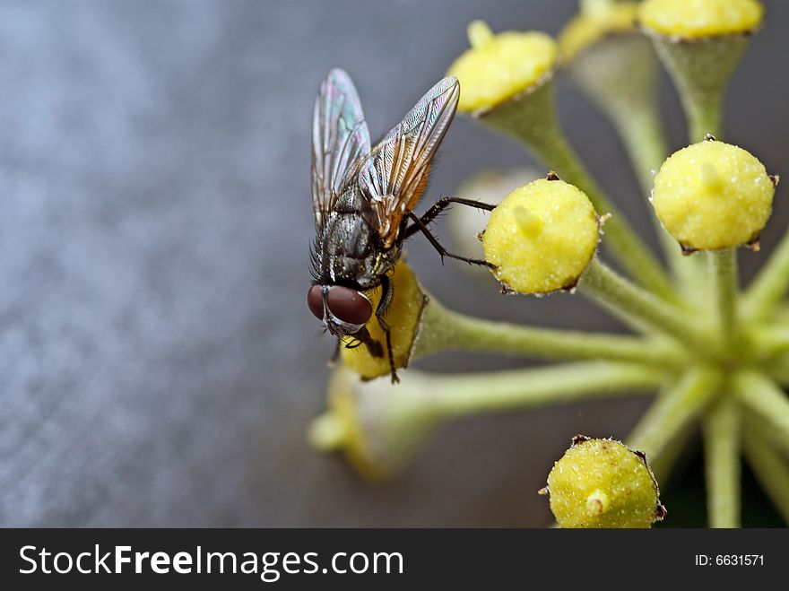 A fly sitting on a yellow old blossom (with silver background). A fly sitting on a yellow old blossom (with silver background)