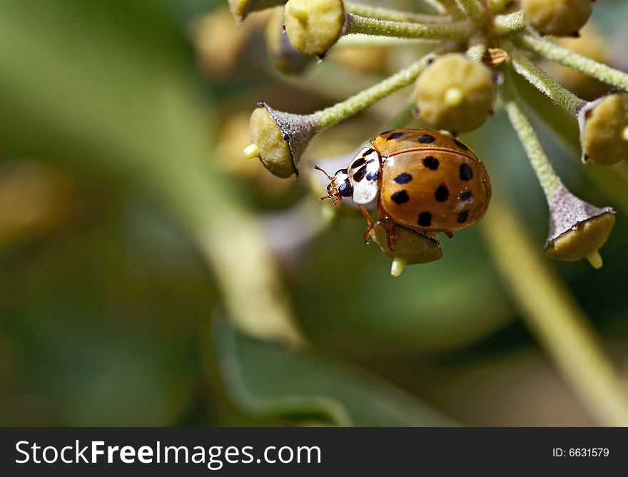 A ladybird sitting on a yellow old blossom. A ladybird sitting on a yellow old blossom