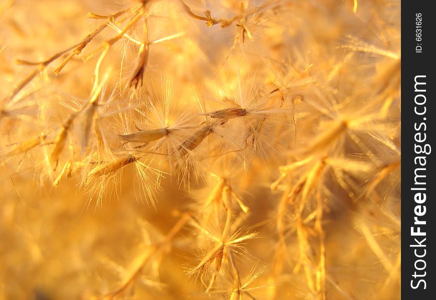 Detail  shot of some grasses