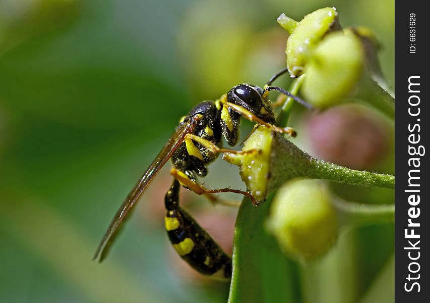 Wasp On Blossom