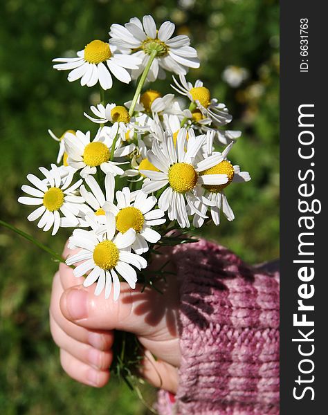 Chamomile flowers in small girls hands. Chamomile flowers in small girls hands