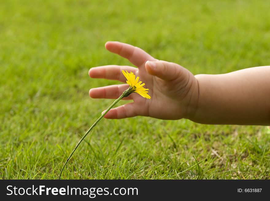 Baby hand picks a dendilion flower. Baby hand picks a dendilion flower