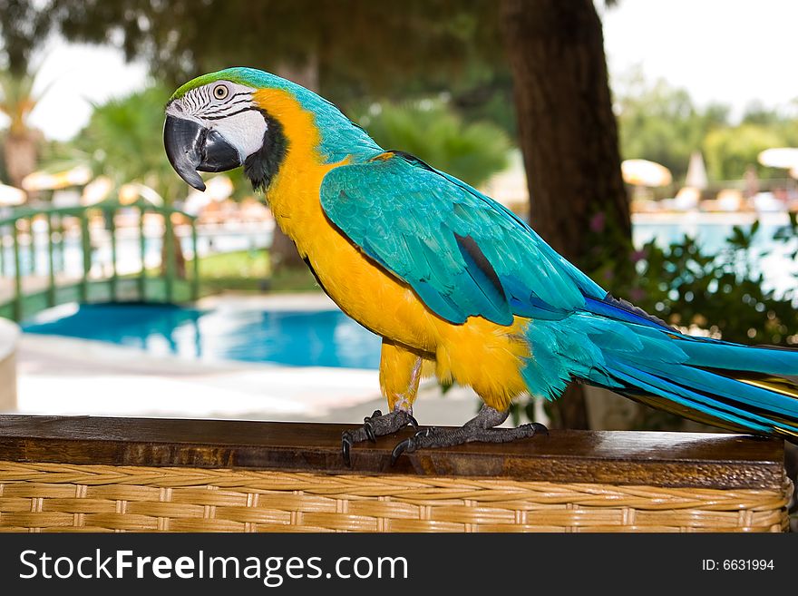 Beautiful tropical parrot on back a wum sofa