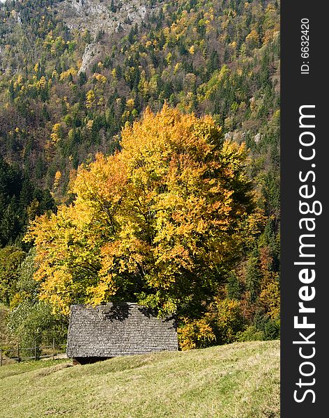 Autumn is coming in romanian mountains (Carpathians). The image is made in village of Magura, in Piatra Craiului National Park. Autumn is coming in romanian mountains (Carpathians). The image is made in village of Magura, in Piatra Craiului National Park