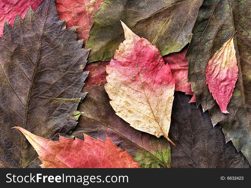 Autumn colorful dried leaves composition. Autumn colorful dried leaves composition