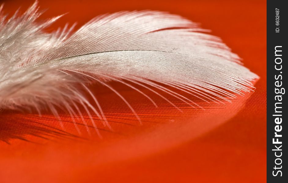Close up on a feather with sof focus and red backgrpund