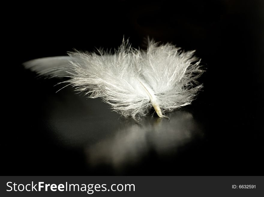 Close up on a feather with sof focus and black backgrpund