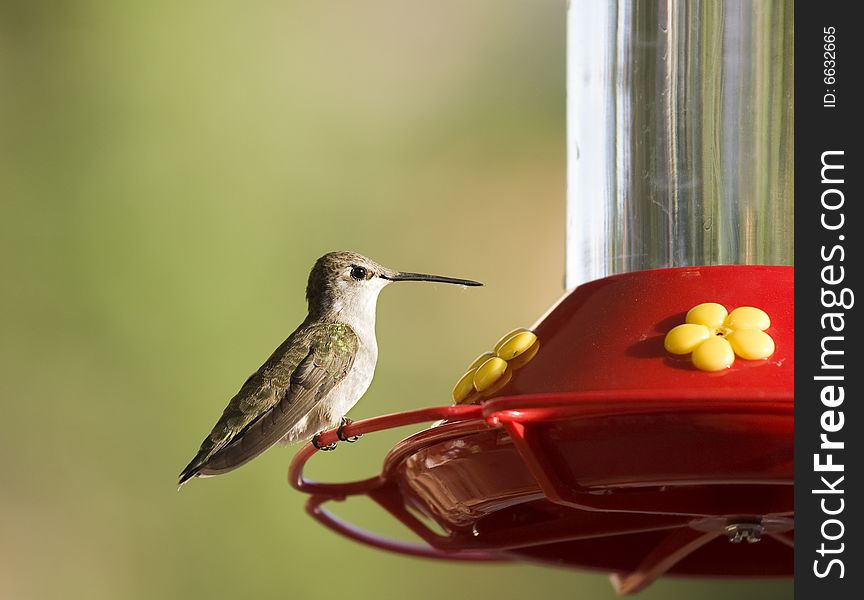 Closeup of hummingbird sitting on feeder. Closeup of hummingbird sitting on feeder