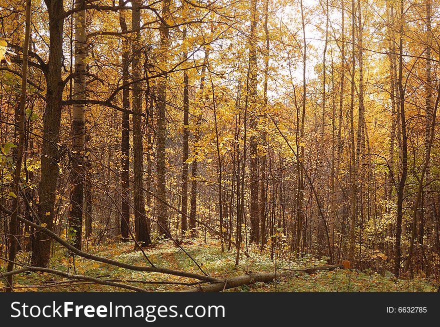 Autumn birch wood, beginning of October