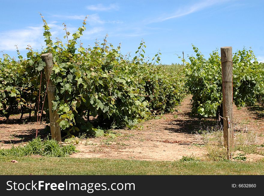 A vineyard in England on a sunny summer's day. A vineyard in England on a sunny summer's day.