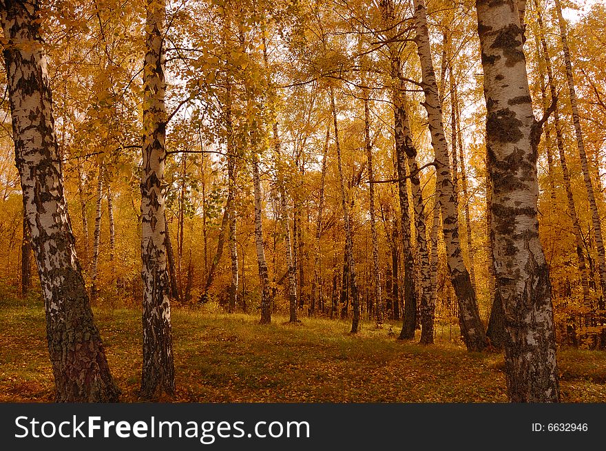 Autumn birch wood, beginning of October