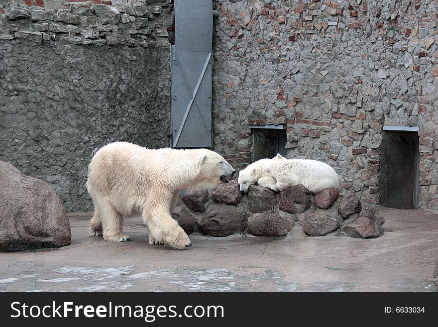 The she-bear protects the sleeping cubs in the afternoon. The she-bear protects the sleeping cubs in the afternoon