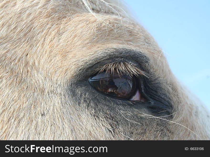 Horse pictured is a palomino, with tan skin fur, dark skin, and white hair. Horse pictured is a palomino, with tan skin fur, dark skin, and white hair.