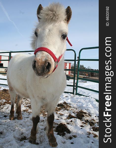 Wayne - Miniature Horse, at St. Francis Horse Rescue in WI