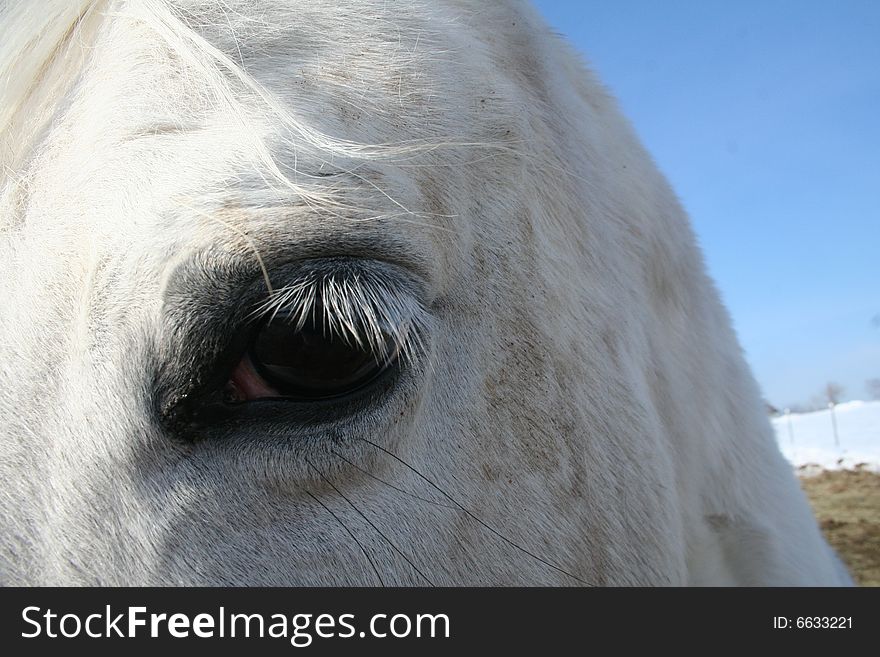 Equine eye study- white arabian, white mane and tail, with white fur (well, normally in the not dirty months) and black skin. Equine eye study- white arabian, white mane and tail, with white fur (well, normally in the not dirty months) and black skin