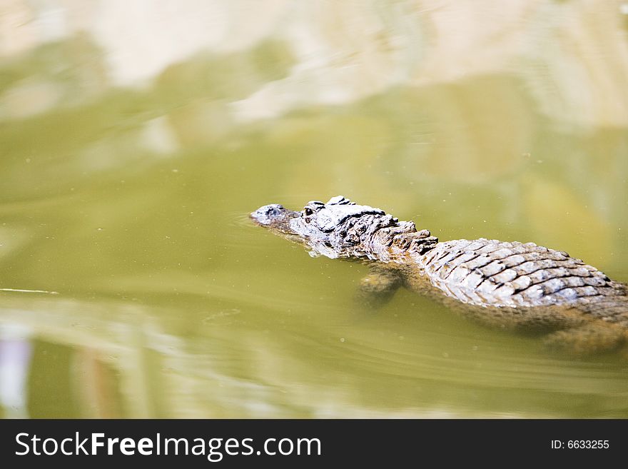 The crocodile of a zoo shanghai china.