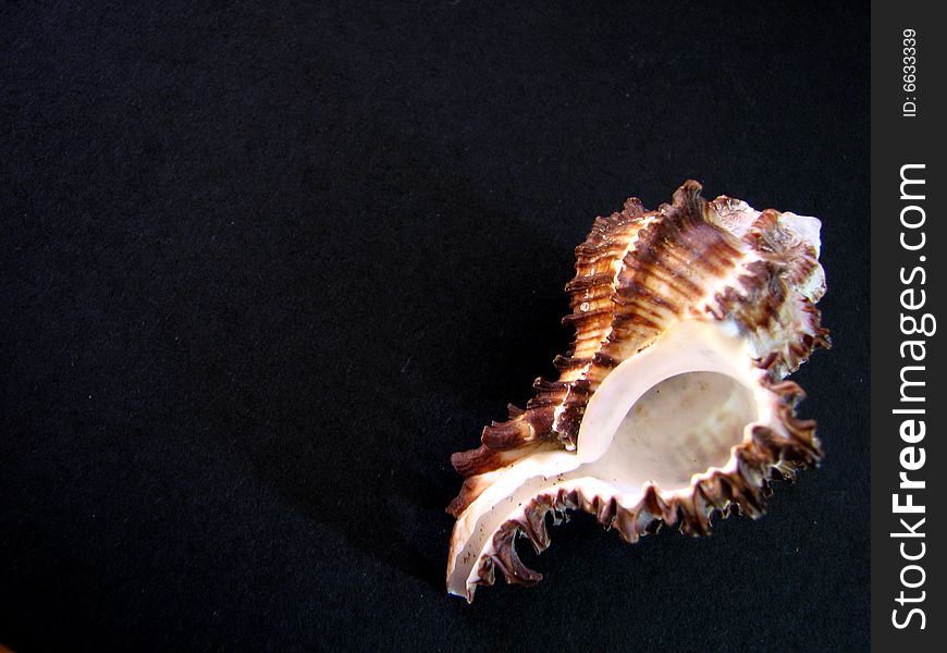 Macro photograph of a shell on a black background. Macro photograph of a shell on a black background.