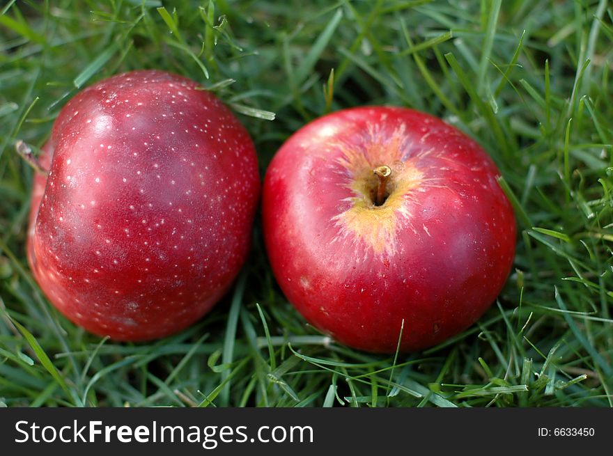Two red apples on the green herb. Two red apples on the green herb.