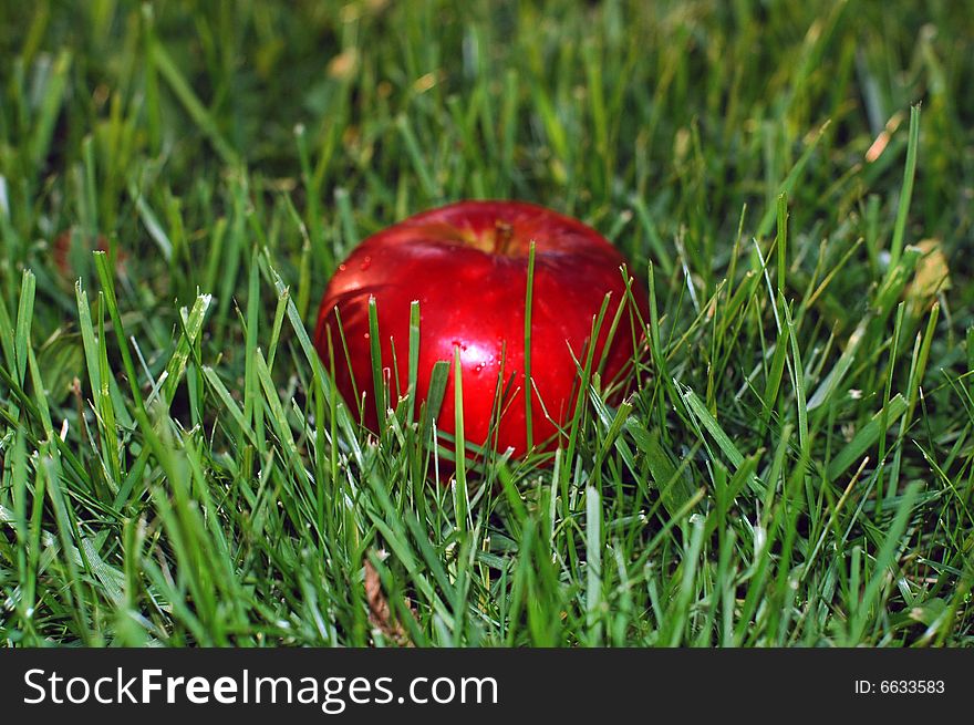 Red apple on the green herb. Red apple on the green herb.