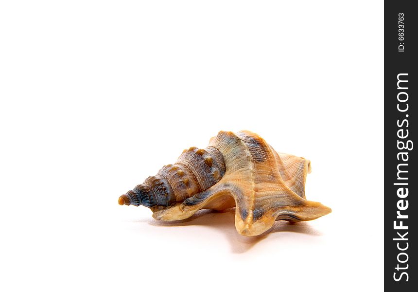 Sea unusual cockleshell on a white background