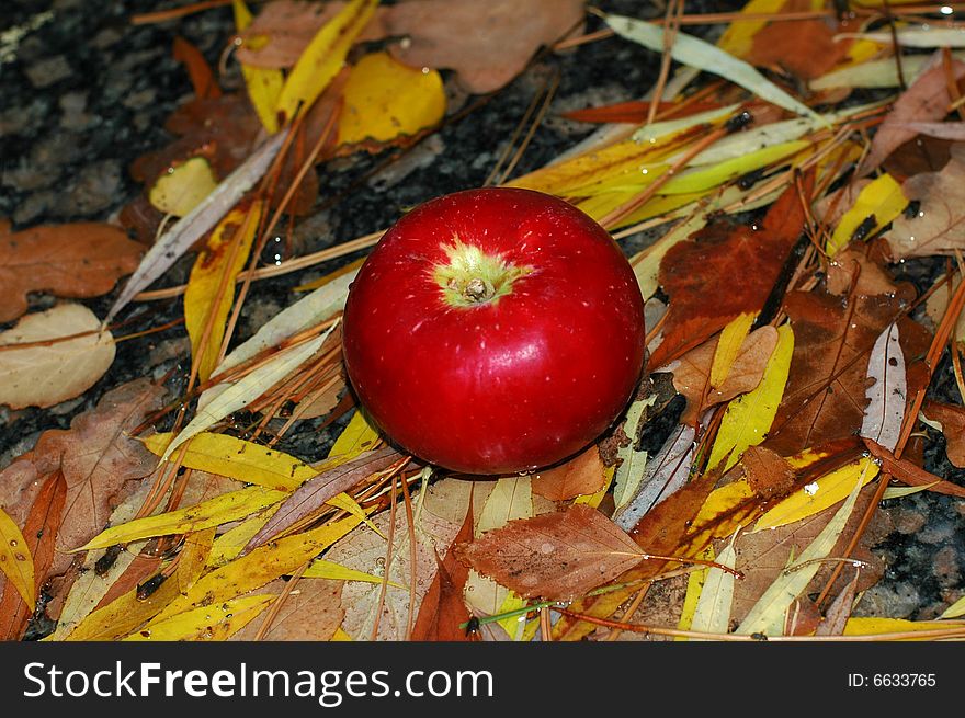 Red apple on the lyellow leafs. Red apple on the lyellow leafs.