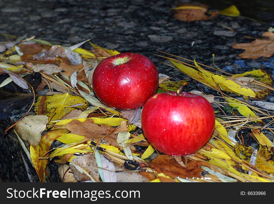 Red apples on the lyellow leafs. Red apples on the lyellow leafs.