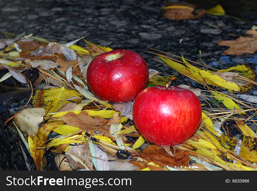 Apples On The Leafs.