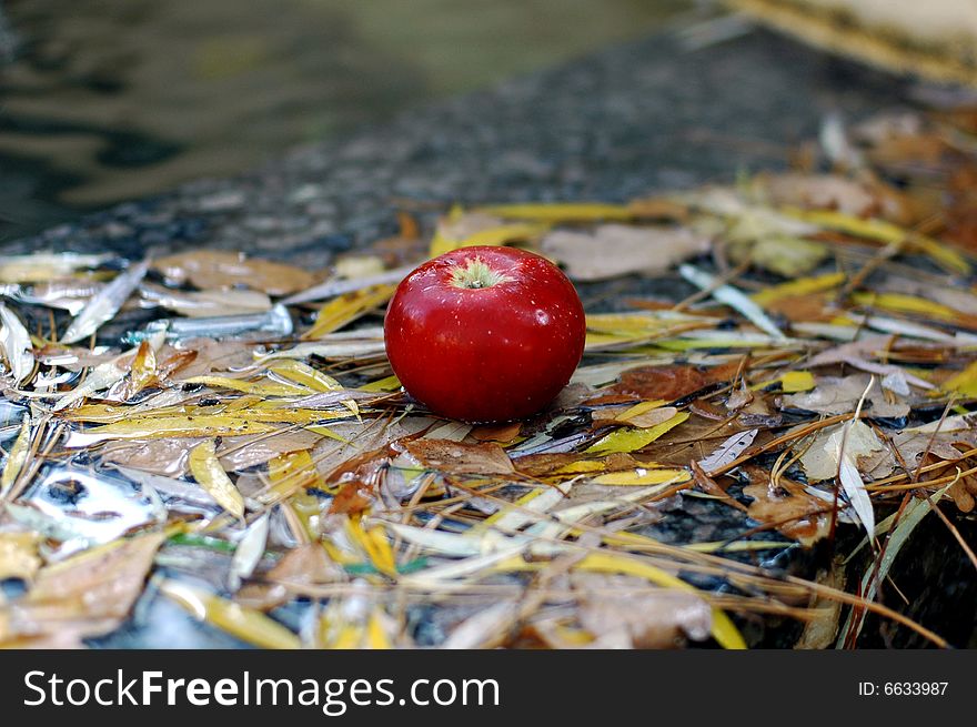 Red apple on the wet lyellow leafs. Red apple on the wet lyellow leafs.