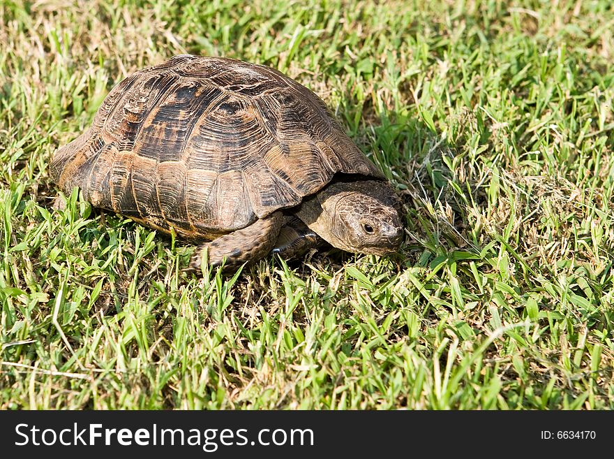 Turtle creeps on a green grass