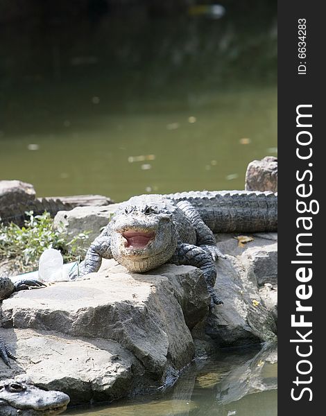 The crocodile of a zoo shanghai china.