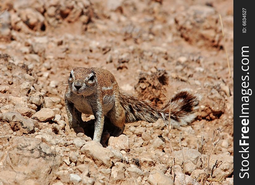 A Ground Squirrel in the Kalahari Desert, South Africa. A Ground Squirrel in the Kalahari Desert, South Africa