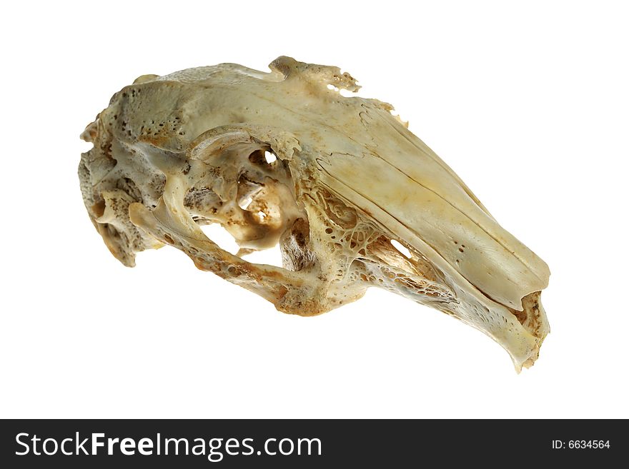 Animal skull - isolated on white. Animal skull - isolated on white