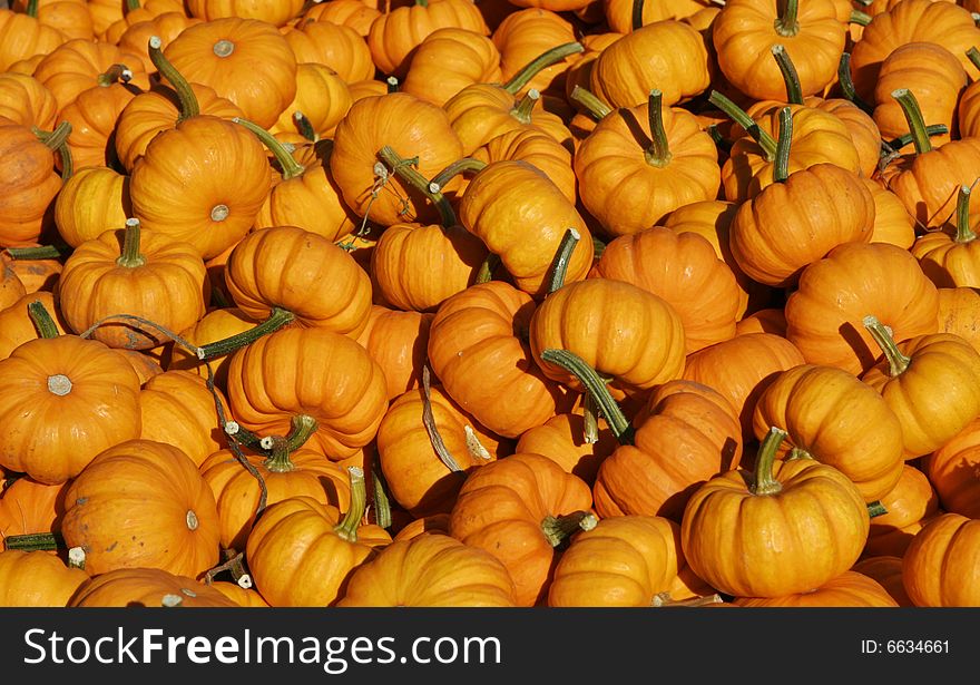 Background of bright orange mini-pumpkins fresh from the farm. Background of bright orange mini-pumpkins fresh from the farm