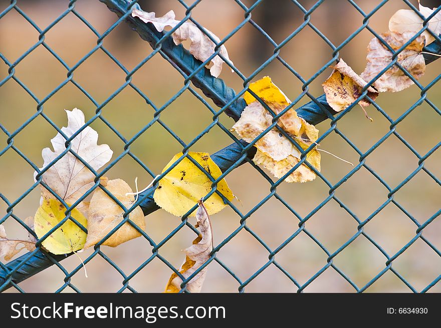 Metal net fence with leaves hanging on it