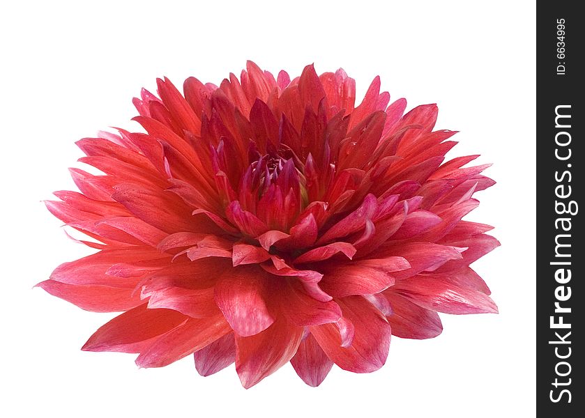 Red Dahlia On White Background