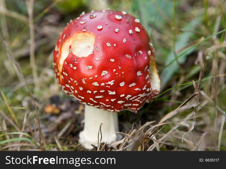 Fly agaric mushroom in the grass.