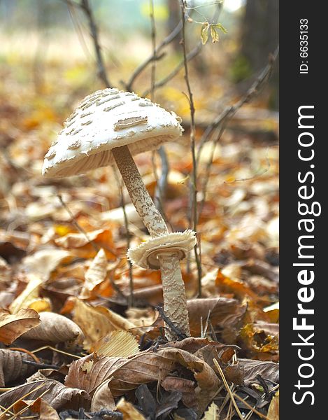 Mushroom in the  autumn forest