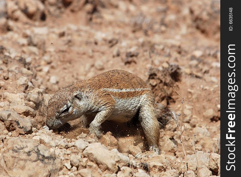 A Ground Squirrel in the Kalahari Desert, South Africa, looking for food in the ground. A Ground Squirrel in the Kalahari Desert, South Africa, looking for food in the ground.