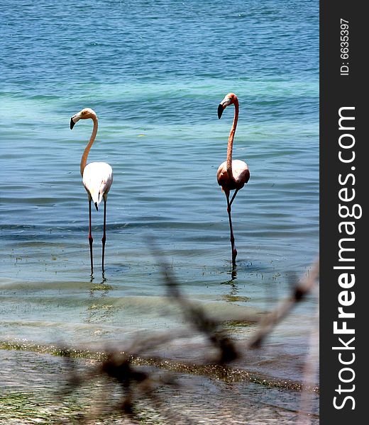 Pink flamingo Beach landscape, birds