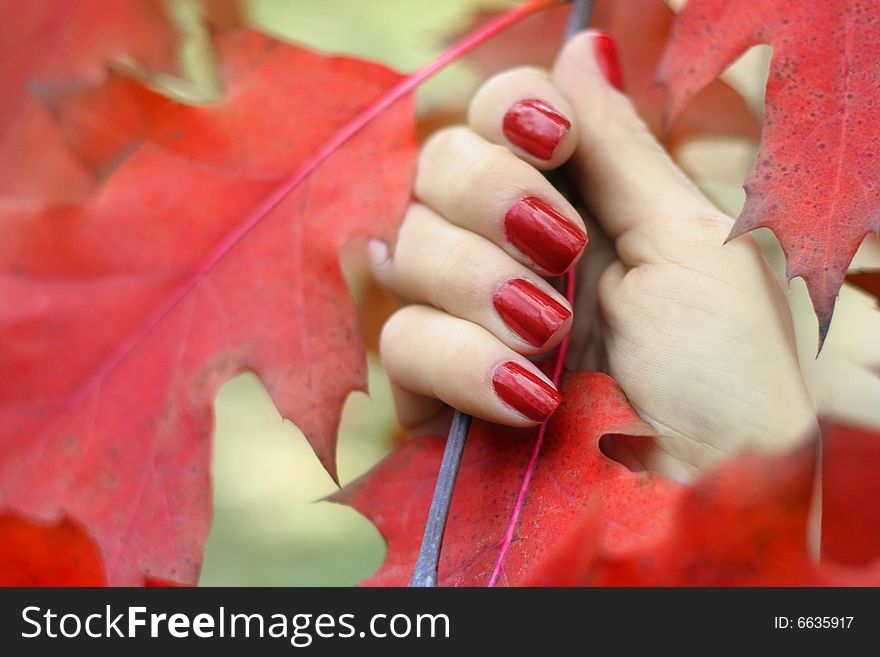 Red Autumn Leaves In A Hand