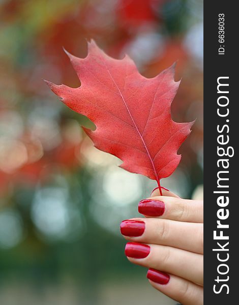 Beautiful red autumn leaves in a hand. Beautiful red autumn leaves in a hand